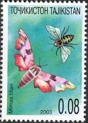 Lime Hawk-moth (Mimas tiliae)