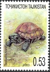 Horsfield’s Tortoise (Testudo horsfieldii)