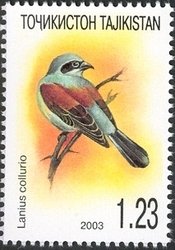 Red-backed Shrike (Lanius collurio)