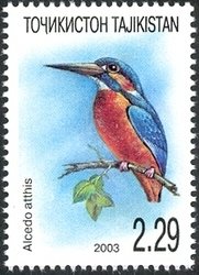 Common Kingfisher (Alcedo atthis)