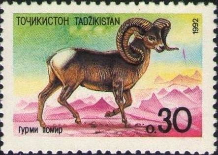 Argali (Ovis ammon ammon)