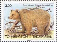 Himalayan Brown Bear (Ursus arctos isabellinus)
