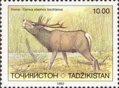 Bactrian Deer (Cervus elaphus bactrianus)