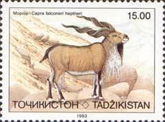 Bukharan Markhor (Capra falconeri heptneri)