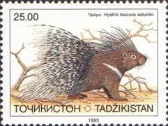 Indian Crested Porcupine (Hystrix leucura ssp. saturnini)
