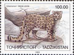Snow leopard (Uncia uncia)