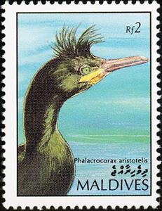 Stamp, European Shag (Phalacrocorax aristotelis), Maldives,  , Birds, Animals (Fauna)