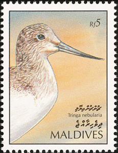 Stamp, Common Greenshank (Tringa nebularia), Maldives,  , Birds, Animals (Fauna)