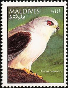 Stamp, Black-winged Kite (Elanus caeruleus), Maldives,  , Birds, Animals (Fauna)