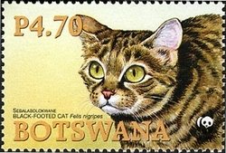 Black-footed cat (Felis nigripes)