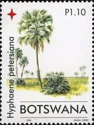 Palm Trees - Hyphaene petersiana