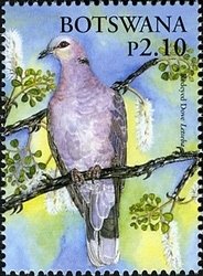 Red-eyed Dove (Streptopelia semitorquata) 