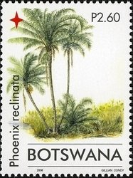 Palm Trees - Phoenix reclinata