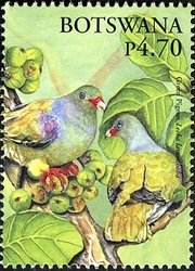 Pompadour Green-Pigeon (Treron pompadora) 