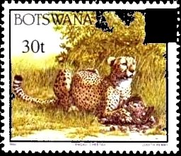 Cheetah (Acinonyx jubatus)