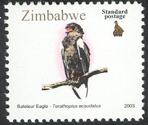 Bateleur (Terathopius vocifer)