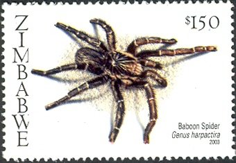 Baboon Spider (Harpactira sp.)