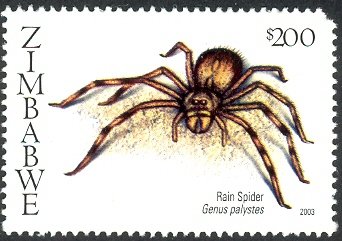 Rain Spider (Palystes sp.)