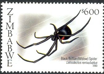 Black Button Spider (Latrodectus renivulvatus)