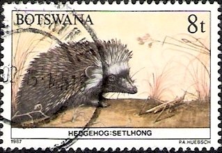 Southern African Hedgehog (Erinaceus frontalis)