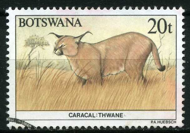 Carakal (Caracal caracal)