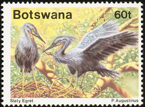 Slaty Egret (Egretta vinaceigula)