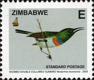 Miombo Double-collared Sunbird (Cinnyris manoensis)