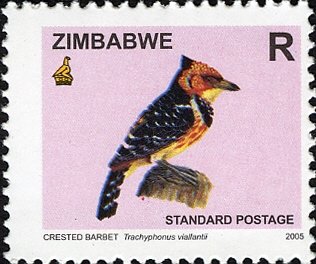 Crested Barbet (Trachyphonus vaillantii)