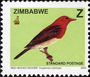 Red-headed Weaver (Anaplectes rubriceps)