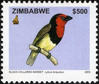 Black-collared Barbet (Lybius torquatus)