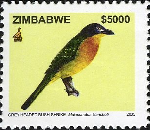 Grey-headed Bush-shrike (Malaconotus blanchoti)