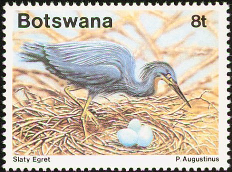 Slaty Egret (Egretta vinaceigula)