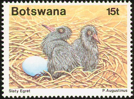 Slaty Egret (Egretta vinaceigula)