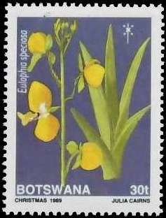 Eulophia speciosa
