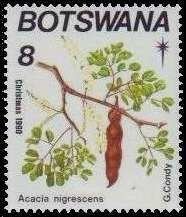 Harpagophytum procumbens