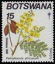 Tylosema esculentum