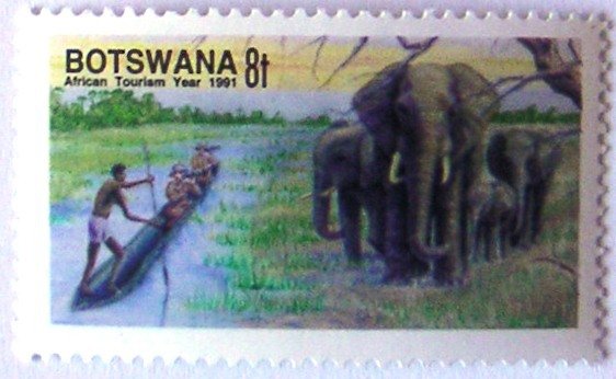African Elephant (Loxodonta africana)