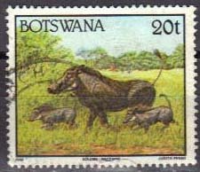 Desert Warthog (Phacochoerus aethiopicus)