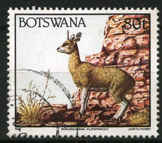 Klipspringer (Oreotragus oreotragus)