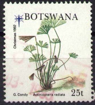 Actiniopteris radiata