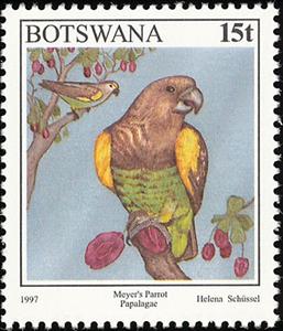 Stamp, Meyer's Parrot (Poicephalus meyeri), Botswana,  , Birds, Parrots