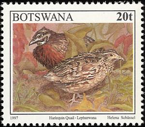Stamp, Harlequin Quail (Coturnix delegorguei), Botswana,  , Birds