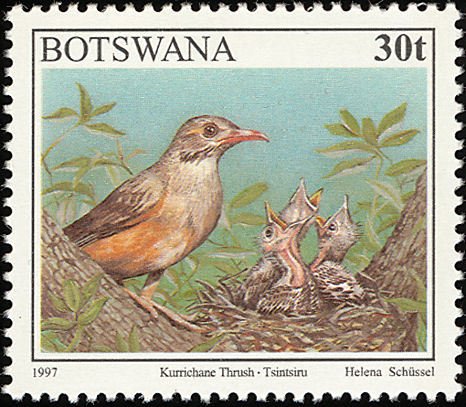 Kurrichane Thrush (Turdus libonyanus) 