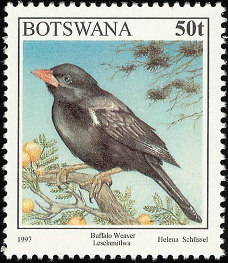 Red-billed Buffalo Weaver (Bubalornis niger) 
