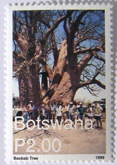 Baobab Three