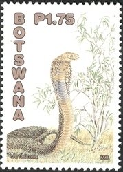 Mozambique Spitting Cobra (Naja mossambica) 