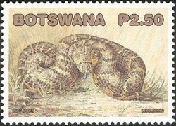Common Puff Adder (Bitis arietans)