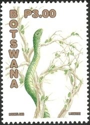 Boomslang (Dispholidus typus) 