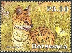 Serval (Leptailurus serval)