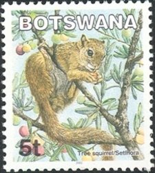 Smith's Bush Squirrel (Paraxerus cepapi)
